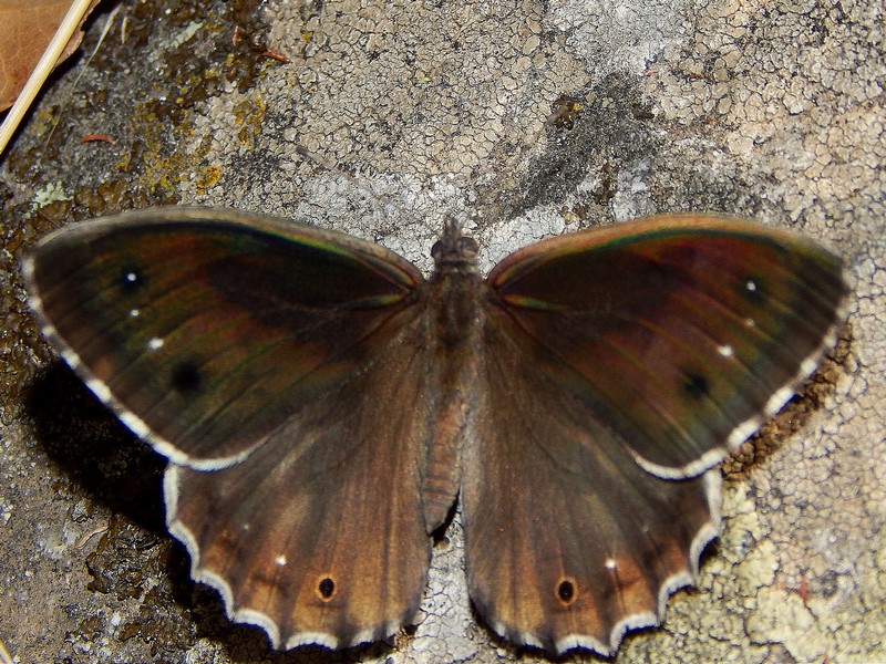 Hipparchia statilinus